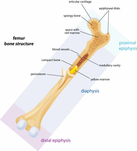 longitudinal section of a bone